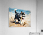 Husky Puppy Digging Excitedly In Beach Sand Acrylic Print
