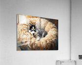 Little Husky Puppy Discovers Giant Cozy Dog Bed Impression acrylique
