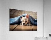 French Bulldog Puppy Discovers Cozy Blanket Adventure Acrylic Print