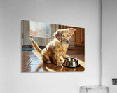 Golden Retriever Puppy Discovers Empty Food Bowl Acrylic Print