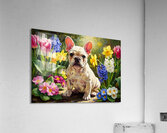 Happy French Bulldog Puppy Rests Among Spring Blooms Acrylic Print