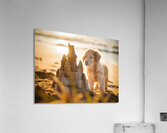 Golden Retriever Puppy Discovers Amazing Sand Castle Acrylic Print