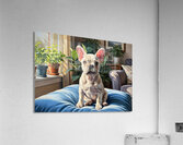 French Bulldog Puppy Sits Alert On Blue Cushion Impression acrylique