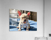 Sleepy French Bulldog Puppy Begins To Yawn Impression acrylique