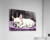 French Bulldog Puppy Sleeps Peacefully Through Night Impression acrylique