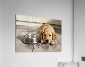 Satisfied Golden Retriever Puppy After Finishing Meal Acrylic Print