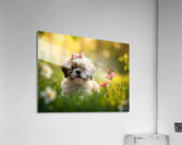 Content Shih Tzu Puppy Watches Butterfly Fly Away Acrylic Print
