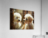 Happy Bichon Frise Puppy Wags At His Reflection Acrylic Print