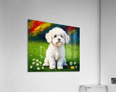 Sleepy Bichon Frise Puppy Resting Peacefully Acrylic Print