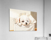 Brave Bichon Frise Puppy Escapes From Tissue Box Impression acrylique
