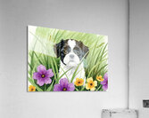 Shih Tzu Puppy Hiding In Tall Grass Acrylic Print