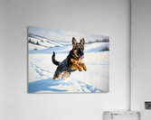 Happy German Shepherd Puppy Rests In Snow Acrylic Print