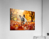 Pug Puppy Discovers Mountain Of Autumn Leaves Acrylic Print