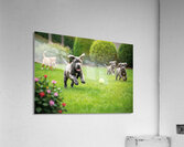 Cane Corso Puppy Spots The Perfect Tennis Ball Acrylic Print