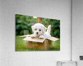 Happy Bichon Frise Puppy With Discovered Toy Treasures Acrylic Print