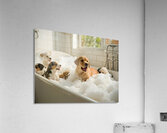 Labrador Puppys First Bath Time Adventure Acrylic Print