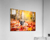Pug Puppy Crowned With Autumn Leaf Victory Acrylic Print