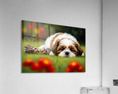 Shih Tzu Puppy Sound Asleep After Playtime Acrylic Print