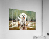 Muddy Bichon Frise Puppy After Puddle Adventure Acrylic Print