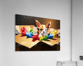 Chihuahua Puppy Naps After Christmas Present Adventure Acrylic Print