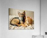 German Shepherd Puppy Snuggles With Cat Friend Impression acrylique