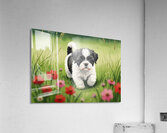 Shih Tzu Puppy Happy In Grass Acrylic Print