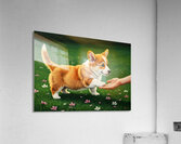 Proud Corgi Puppy Celebrates Learning New Trick Acrylic Print