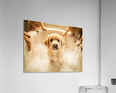 Peaceful Labrador Puppy Enjoying Calm Bath Time Impression acrylique