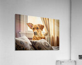 Curious Labrador Puppy Peeking Behind White Curtains Acrylic Print