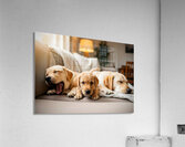 Golden Puppy Finds Spot On Crowded Couch Acrylic Print