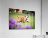 Bulldog Puppy Discovers His Tail Acrylic Print