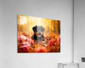 Tired Rottweiler Puppy Rests On Autumn Leaf Bed Acrylic Print