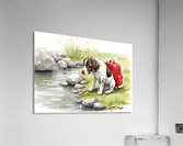 Adventurous German Shorthaired Pointer Puppy Rests After Day Of Exploring Acrylic Print
