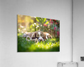 German Shorthaired Pointer Puppies Share Chew Toy Together Acrylic Print