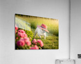 French Bulldog Puppy Discovers A Big Red Hat Impression acrylique