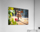 Dachshund Puppys Morning Garden Bounce Acrylic Print
