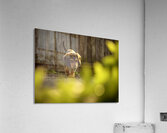 Sleepy Dachshund Puppy Yawns In Garden Acrylic Print