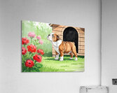 Happy Bulldog Puppy Explores The Garden Confidently Acrylic Print