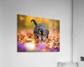 Rottweiler Puppy Discovers Autumn Leaf Pile Acrylic Print