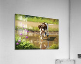 German Shorthaired Pointer Puppy Discovers Muddy Puddle Acrylic Print
