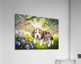 Beagle Puppy Discovers Perfect Hammock Spot Acrylic Print