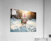 Beagle Puppy Gets Ready For Holiday Fun Impression acrylique