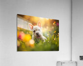 French Bulldog Puppys Cozy Evening Sploot By Fireplace Acrylic Print
