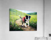 Border Collie Puppy Ready For Adventure Acrylic Print