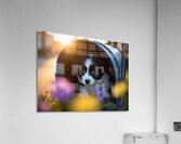 Border Collie Puppy Discovers Perfect Hiding Spot Acrylic Print