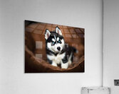 Content Siberian Husky Puppy Relaxes In Comfortable Bed Acrylic Print