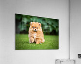 Pomeranian Puppy Sees Extended Hand Acrylic Print