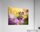 Yorkshire Terrier Puppy Finds Big Stick Adventure Acrylic Print