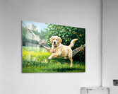 Golden Retriever Puppy Discovers Tiny Hammock In Garden Acrylic Print