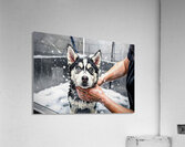 Proud Siberian Husky Puppy After First Professional Grooming Acrylic Print